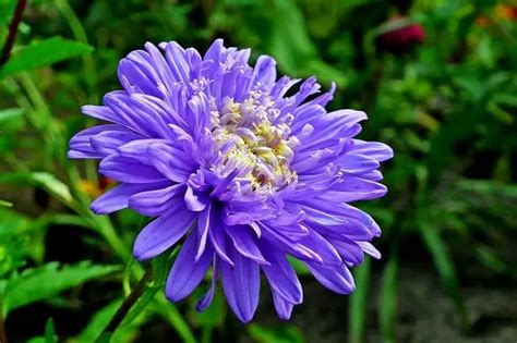 Какие цветы можно посадить осенью: 5 растений, которые выбирают ...
