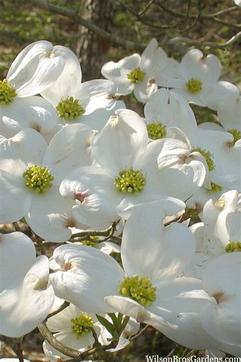 Where Is Dogwood Native To