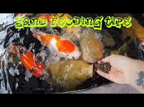 Koi HOW TO Hand Feed Your Koi YouTube