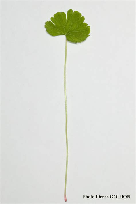 Identification assistée par ordinateur IAO Géranium à feuilles