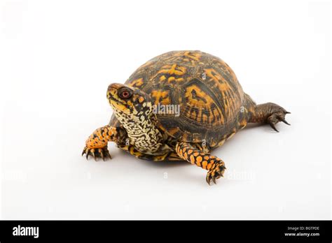 Eastern Box Turtle Hi Res Stock Photography And Images Alamy