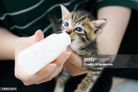 Bottle Feeding Kitten Photos And Premium High Res Pictures Getty Images