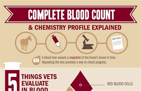 Complete Blood Count And Chemistry Profile Explained Infographic