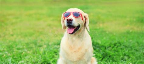 Perro Recuperador De Oro Con Gafas De Sol Rojas Sentado Sobre Hierba