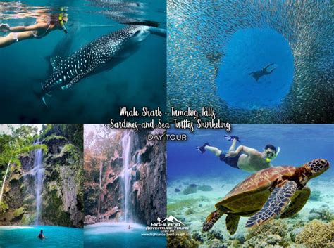 Whale Shark Tumalog Falls Sardines And Sea Turtles Snorkeling