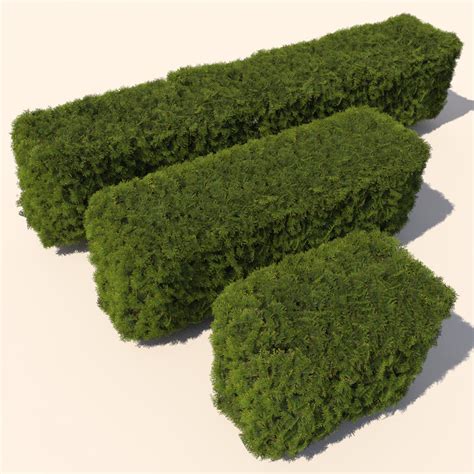 Cedar Hedge 3d Model
