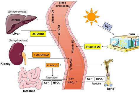 Frontiers Gut Microbiota And Calcium Balance