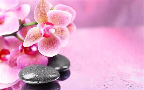 Pink Orchids Background | Gallery Yopriceville - High-Quality Free Images and Transparent PNG ...