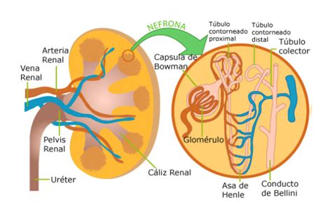 Sistema Urinario Unidad De Apoyo Para El Aprendizaje