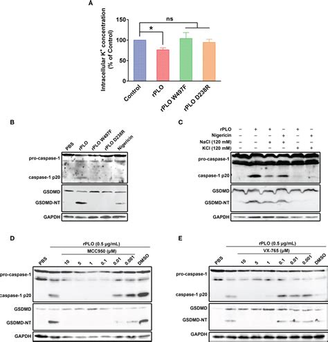 Frontiers Pyolysin Of Trueperella Pyogenes Induces Pyroptosis And Il