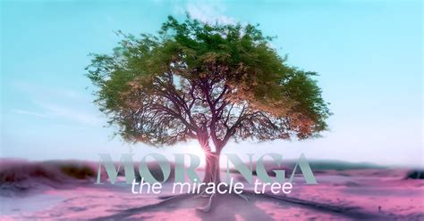 Nutritional Health Benefits Of Moringa The Miracle Tree The