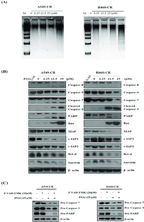 Effect Of Pgg On Dna Fragmentation And Apoptosis Related Proteins In