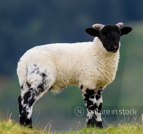 Sheep Black Face