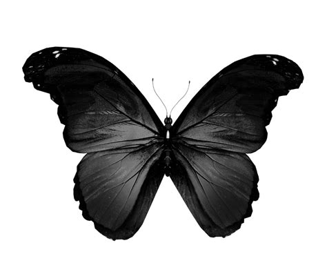 Black Butterfly Spiritual Meaning Symbolism Comprehensive Guide