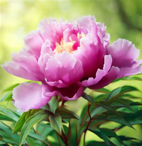 Paeonia Suffruticosa Tree Peony Myseedsco