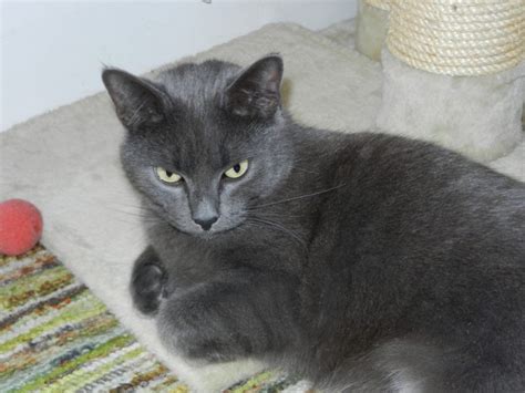 Stunning Myra The Russian Blue Mix Is No Wall Flower Wakefield Ma Patch