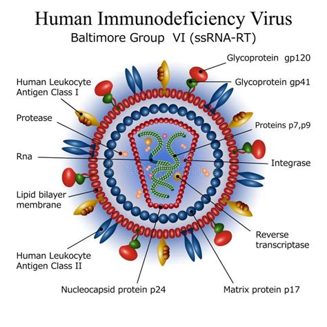 Cycle De Reproduction De Virus Illustration De Vecteur Illustration