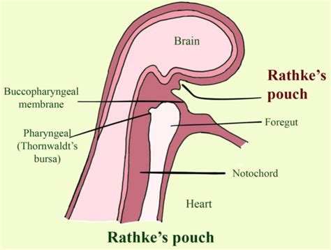 Rathke Pouch | Hot Sex Picture