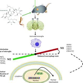 Schematic Diagram Of The Neuroprotective Effect Of Rg In Lps Induced