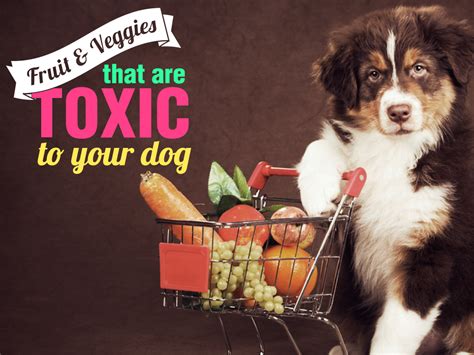 What Fruit Is Toxic To Dogs