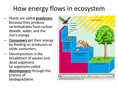 PPT - 2.1 – Energy Flow in Ecosystems PowerPoint Presentation, free ...