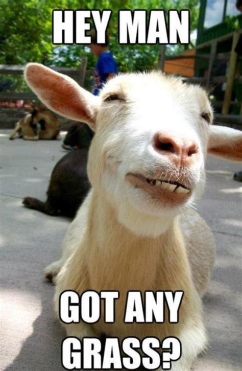 25 of the Funniest Goat Memes (So Far) | Darcy