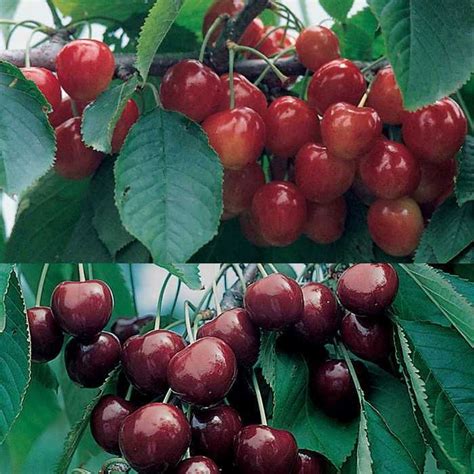 Dwarf Sweet Cherry Offer Vegetable Seed Garden Supplies Flower Seeds