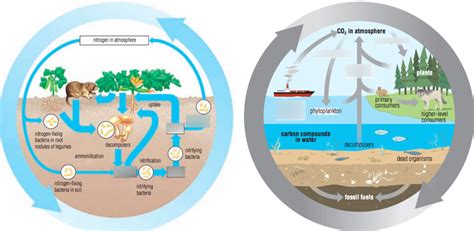 Eco Nutrient Cycles Diagram Quizlet