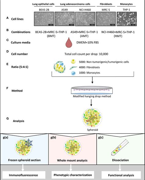 Frontiers Development Of A Multicellular D Tumor Model To Study