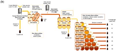 Ageing And Sampling Diagram Of The Sherry Wines A Oloroso Sherry