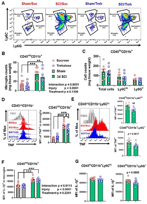 The Effects Of Trehalose Treatment On The Neuro Immune Response Of The