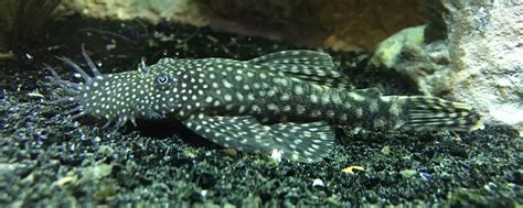 Bristlenose Catfish Ancistrus Sp