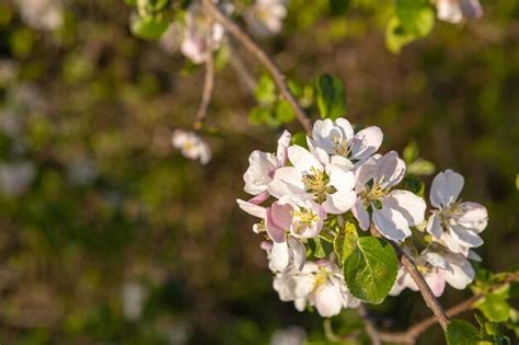 Rama de manzano con flores rosas sobre un fondo de árboles en flor