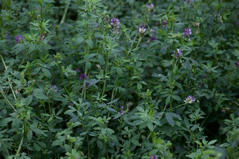 Medicago Sativa Alfalfa Lucerne Medic