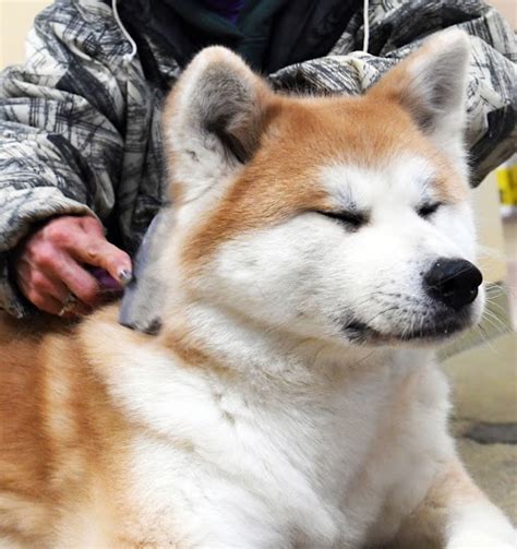 How Long Does A Akita Shed