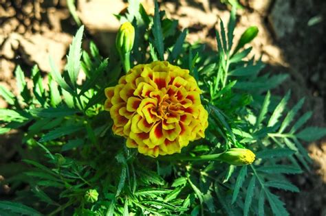 Las caléndulas florecen en una cama en un jardín de flores concepto de