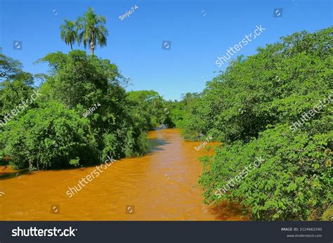 Jungle By Iguazu River Argentina South Stock Photo 2124662240