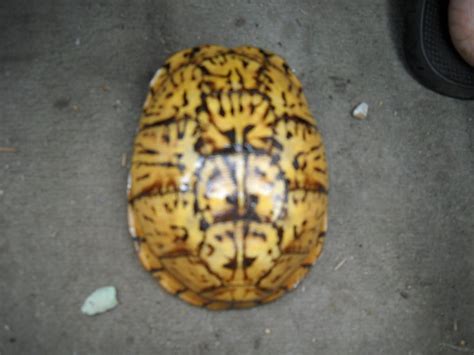 Gold Hill Plant Farm Mostly Yellow Box Turtle