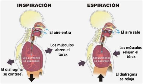 Fases Del Intercambio Gaseoso