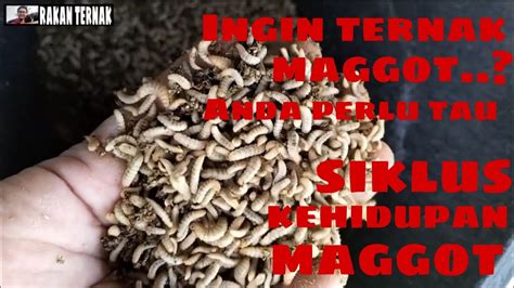 Siklus Hidup Maggot Bsf Youtube