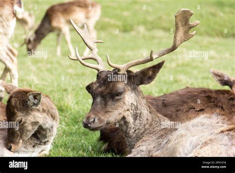 Male Fallow Deer Lying On A Forest Meadow Between The Deer Of The Herd