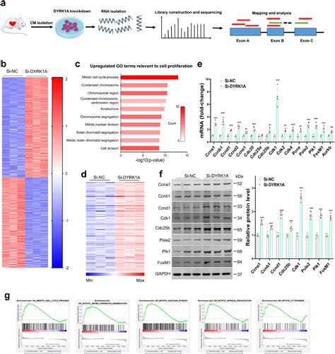 Inhibition Of DYRK1A Via Histone Modification Promotes Cardiomyocyte