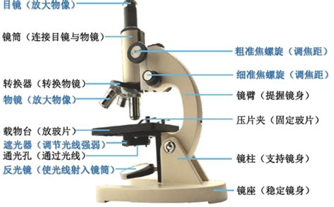 题目 如图为中学实验室中常用的显微镜 请据图回答 1 根据显微镜结构示意图 写出结构的名称 5 12 2 现有一台显微镜 它有两个