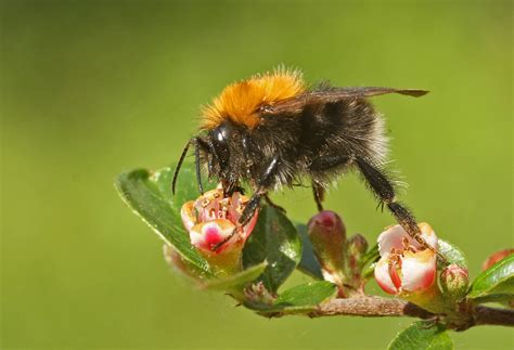 Tree Bumble Bee Totnes Wildlife · Inaturalist