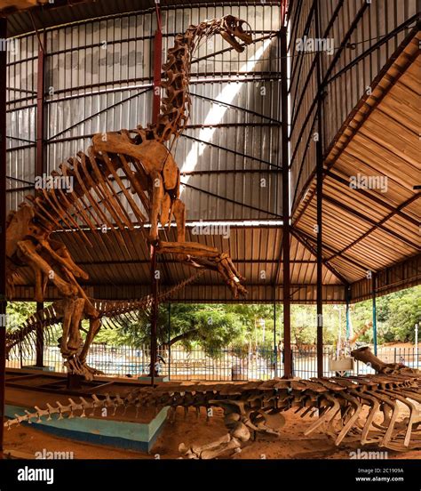 skeleton of Dinosaur Jobaria tiguidensis in Niamey, Niger Stock Photo ...