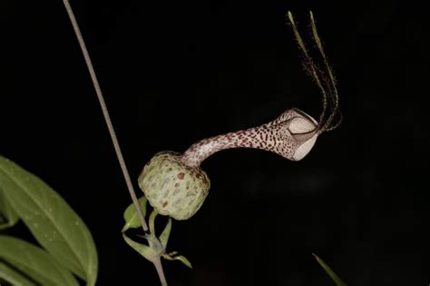 African Plants A Photo Guide Ceropegia Simoneae Rauh