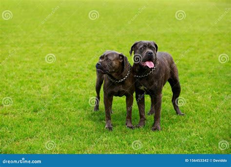 Dog Breed Italiano Cane Corso Stock Photo Image Of Outdoors