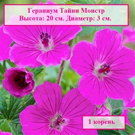 Гераниум Тайни Монстр (1 корень.) купить на OZON по низкой цене (918175436)