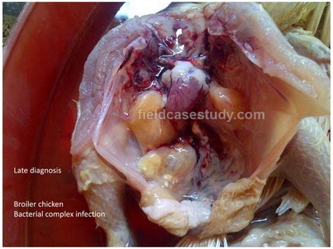 Aspergillosis In Birds Poultry Diseases Symptoms Respiratory Diseases