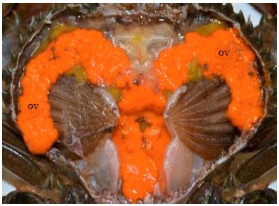 Artificial Crablets Production Of Orange Mud Crab Scylla Olivacea